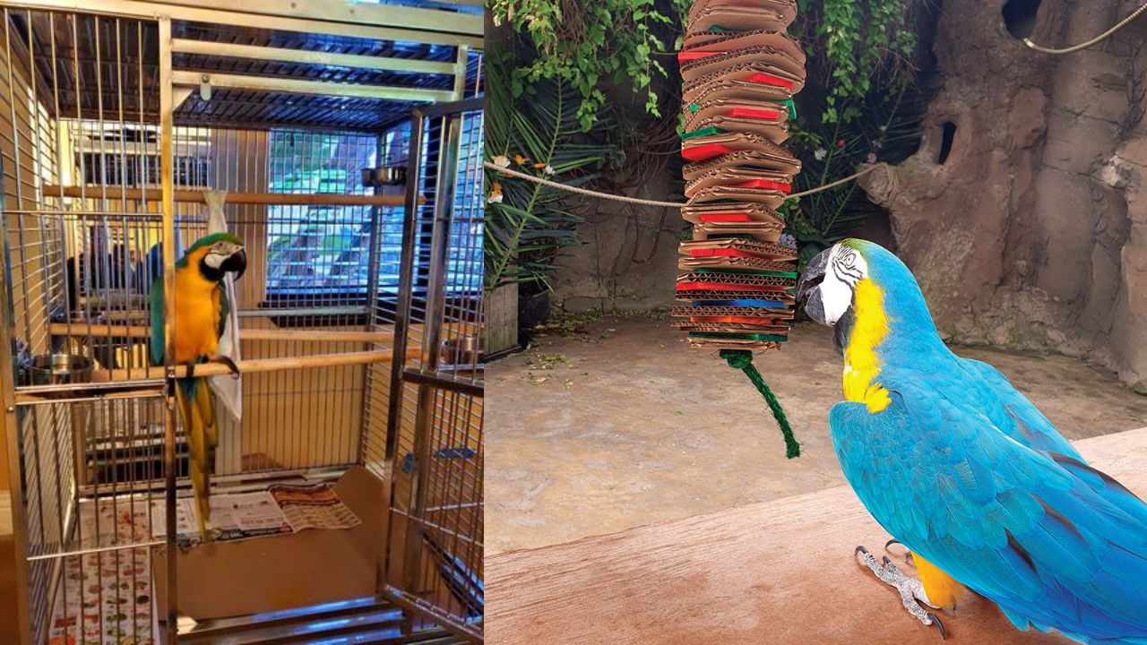 Picture of Blue and Yellow Macaw Lifespan: A Colorful Journey