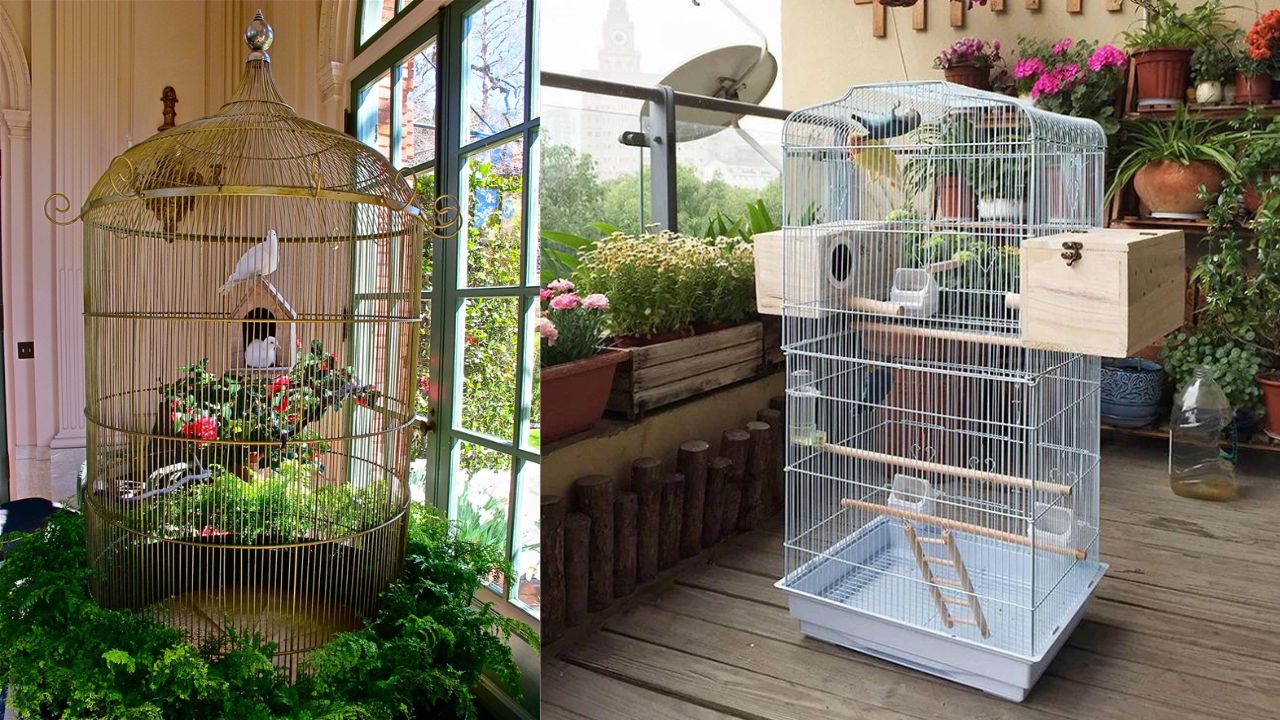 Image showcasing Perfect Parrot Cage Setup: Essential Tips and Ideas