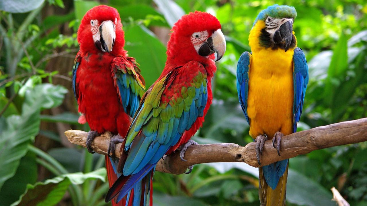 Exploring The Diverse And Vibrant Colors Of Parrots Exploring The Diverse And Vibrant Colors Of Parrots