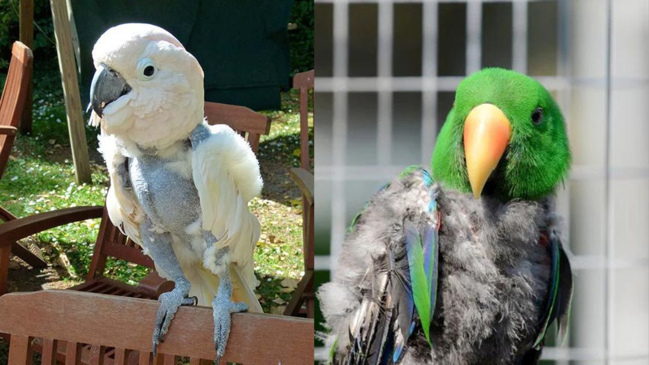 Curated visual reference: Visual Reference: Preventing And Treating Feather Plucking In Parrots