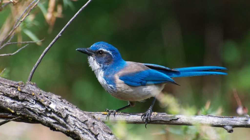 California Scrub-Jay
