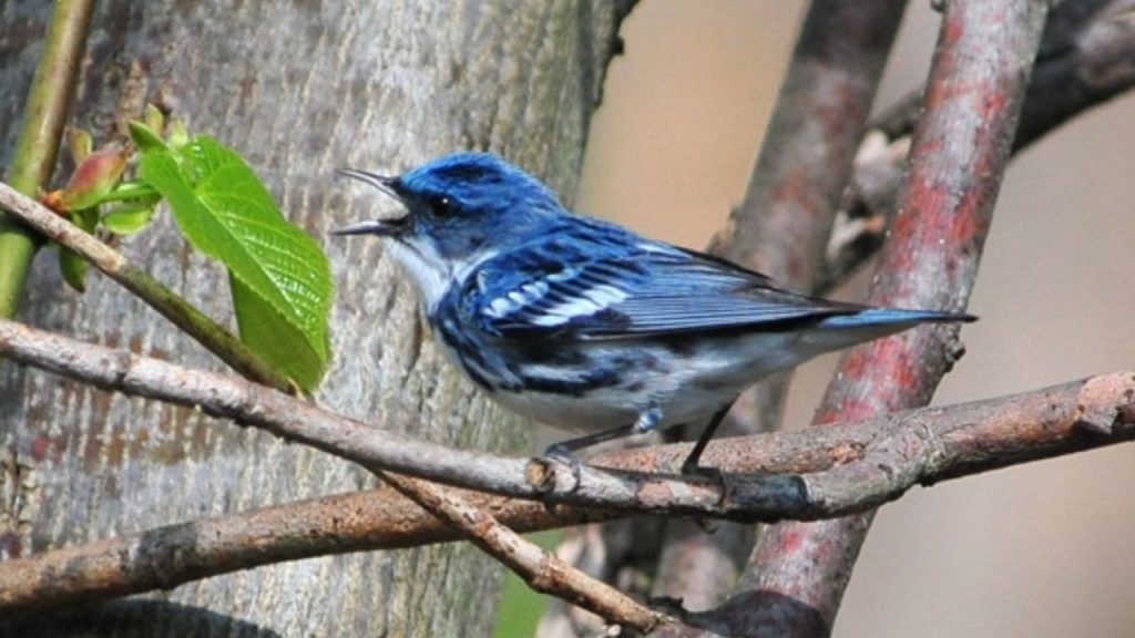 Cerulean Warbler