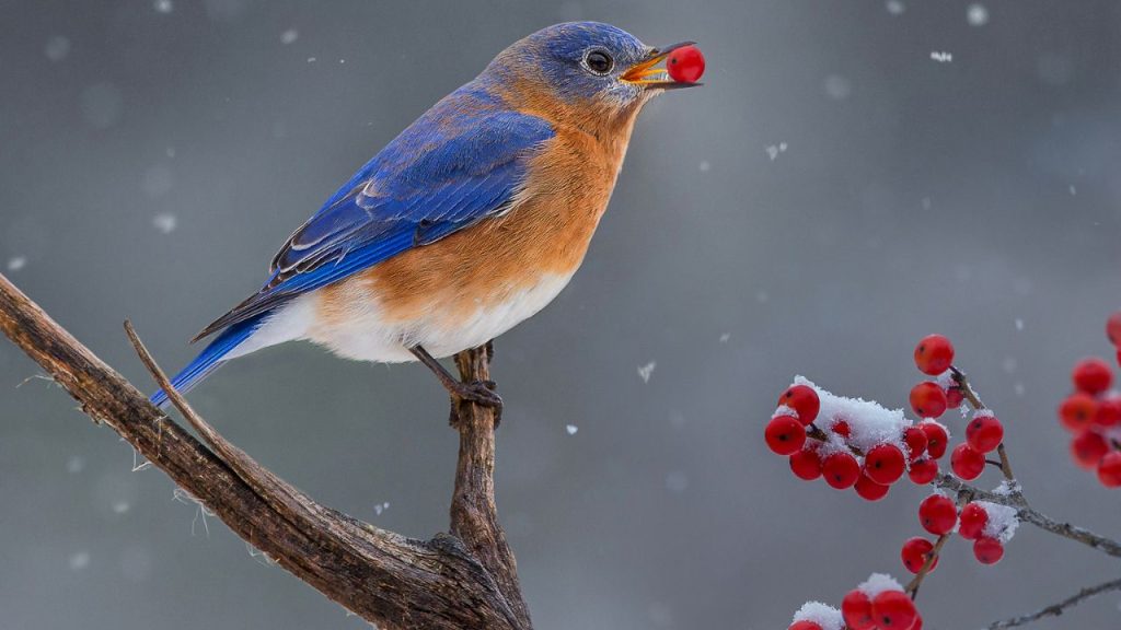 Eastern Bluebird