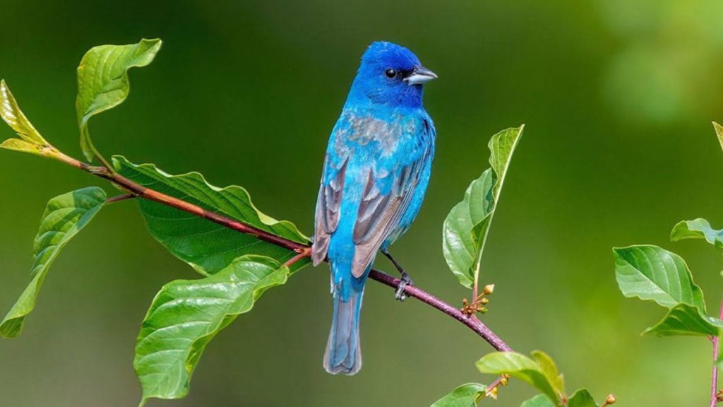 Indigo Bunting