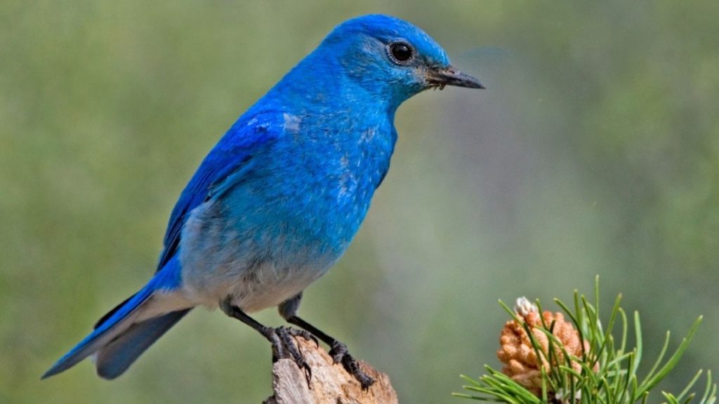 Mountain Bluebird