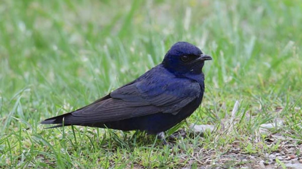 Purple Martin (Male)